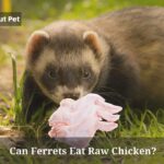 Can Ferrets Eat Raw Chicken? (7 Interesting Facts)