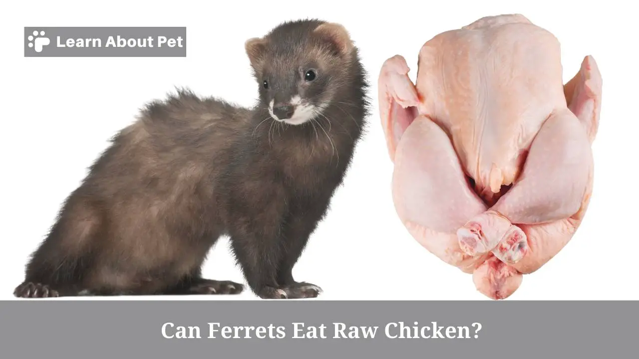 Can ferrets eat raw chicken