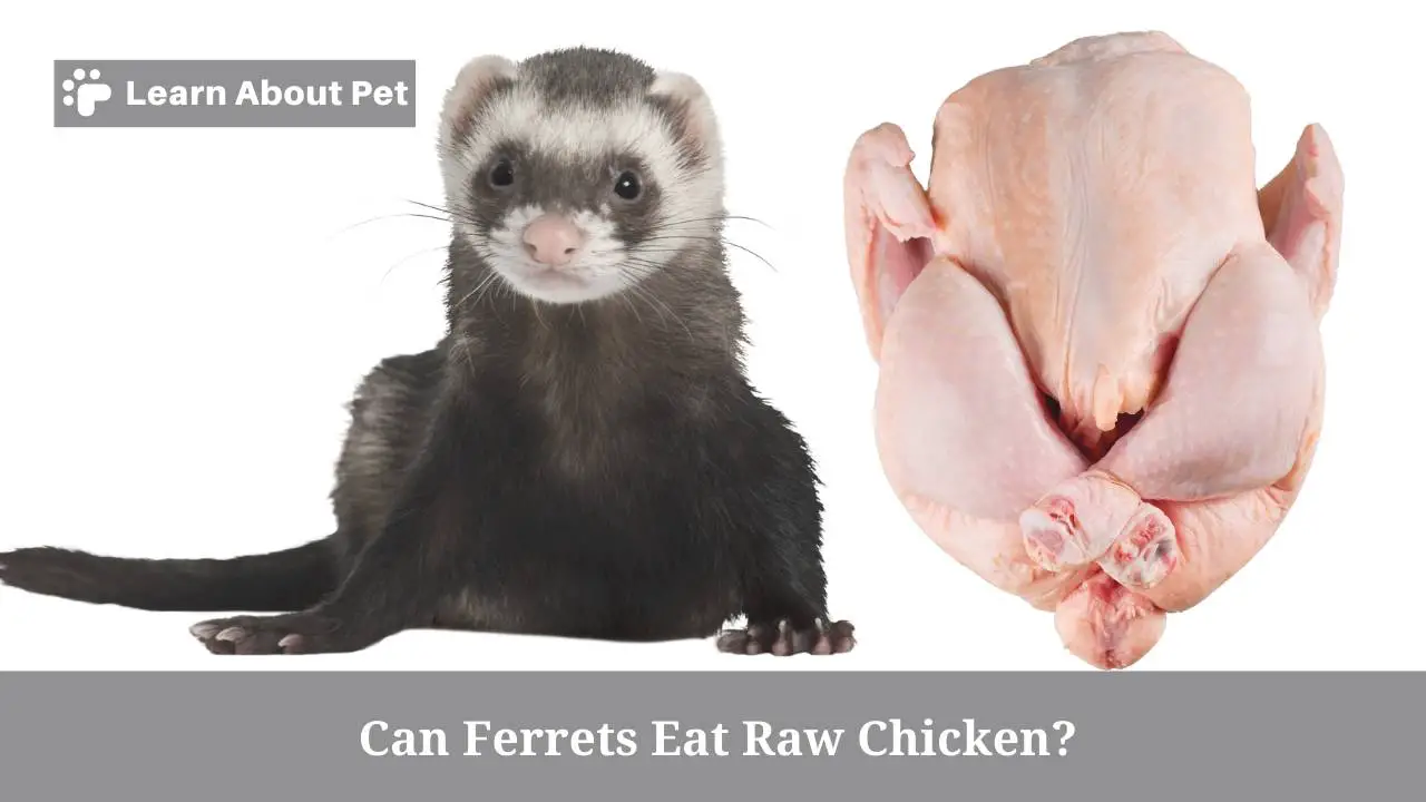 Can ferrets eat raw chicken