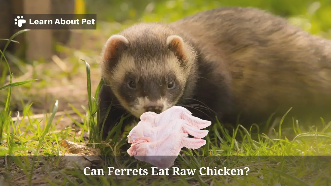 Can Ferrets Eat Raw Chicken? (7 Interesting Facts) - 2022