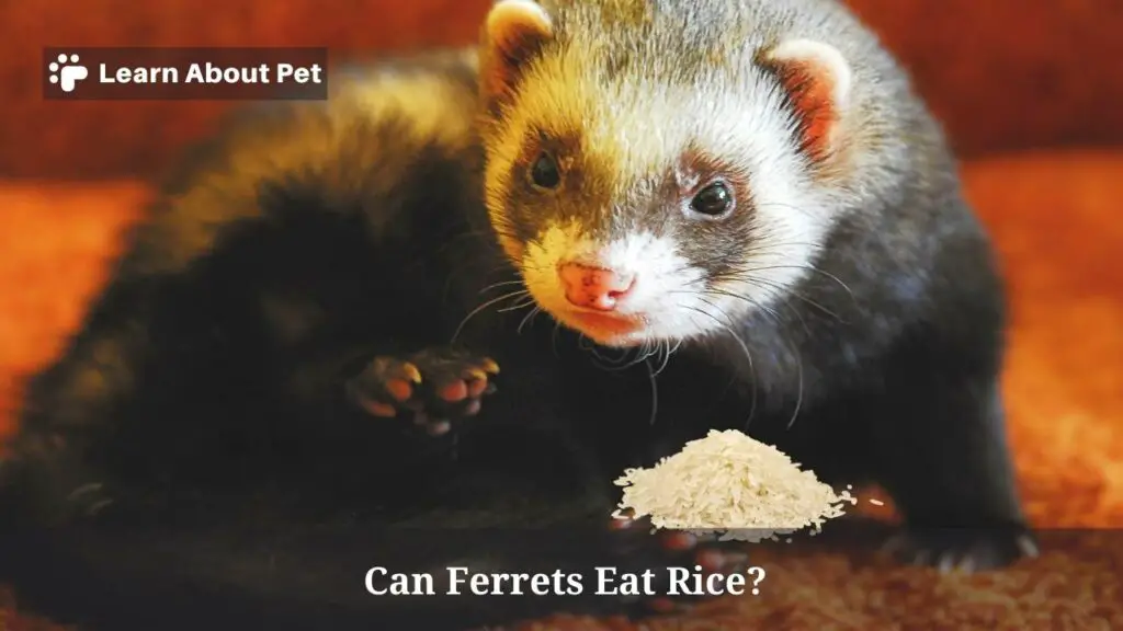 Can Ferrets Eat Rice? (9 Interesting Food Facts) 2023