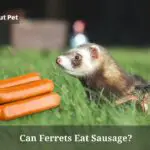Can Ferrets Eat Sausage? (7 Interesting Facts)