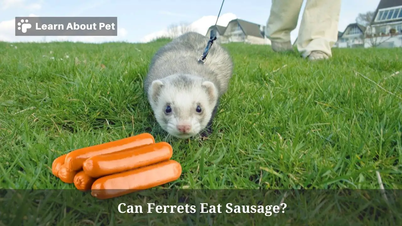Can ferrets eat sausage