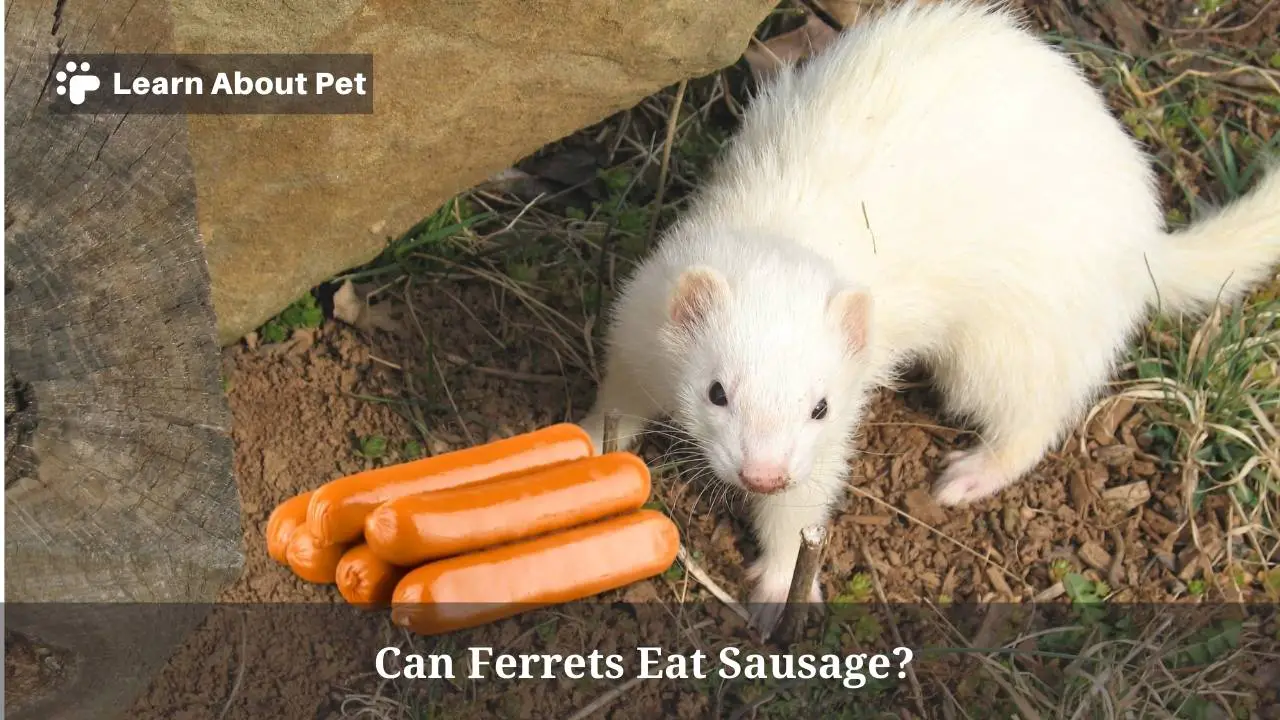 Can ferrets eat sausage