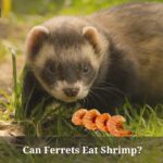 Can Ferrets Eat Shrimp