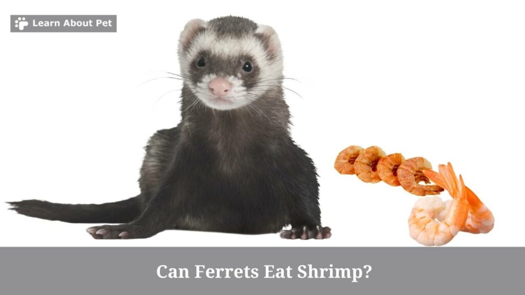 Can Ferrets Eat Shrimp? (9 Interesting Food Facts) 2024