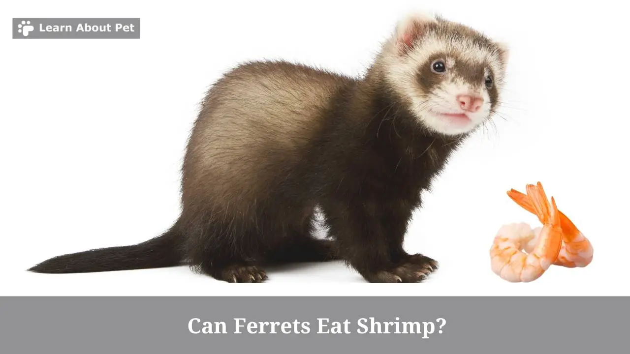 Can ferrets eat shrimp