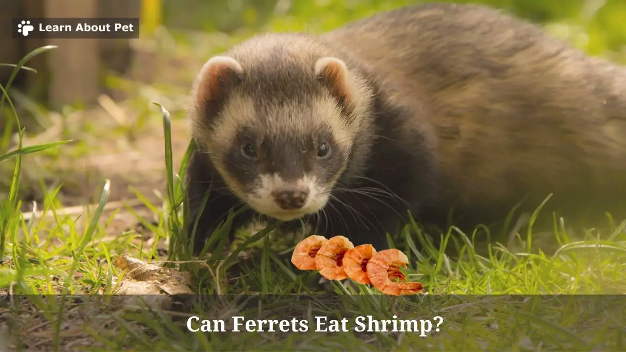 Can Ferrets Eat Shrimp? (9 Interesting Food Facts) - 2024