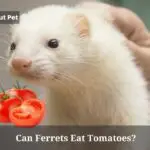 Can Ferrets Eat Tomatoes? (7 Interesting Facts)