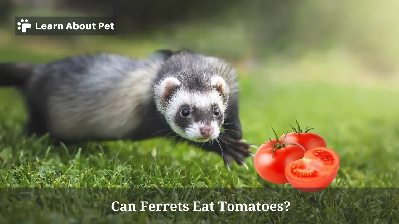 Can Ferrets Eat Tomatoes? (7 Interesting Facts) - 2024