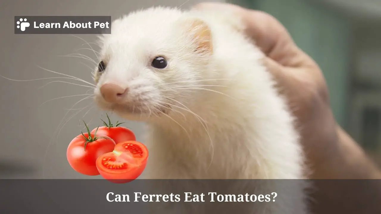 Can Ferrets Eat Tomatoes? (7 Interesting Facts) - 2024