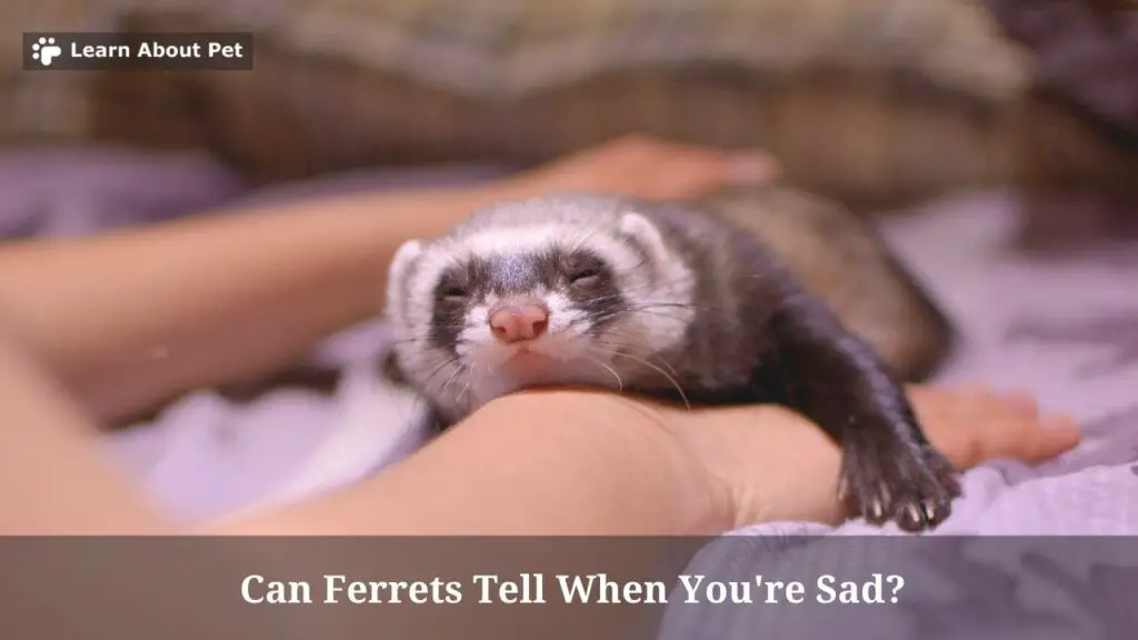 Can Ferrets Tell When You're Sad? (7 Cool Facts) 2023