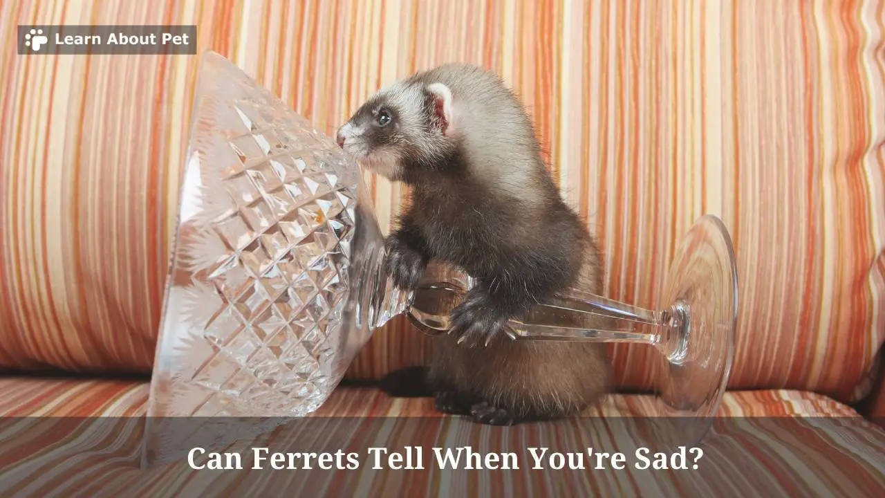 Can ferrets tell when you're sad