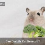 Can Gerbils Eat Broccoli
