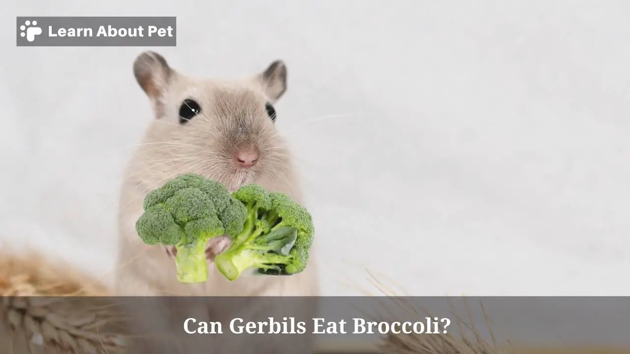 Can gerbils eat broccoli