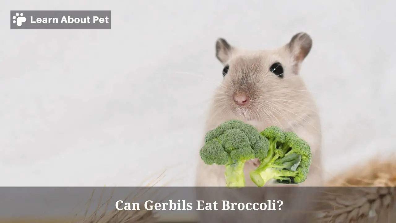 Can gerbils eat broccoli