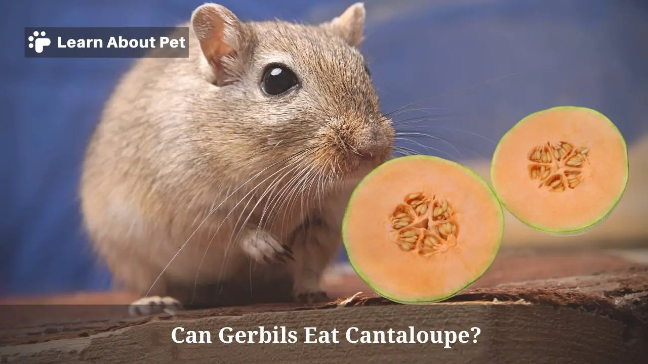 Can gerbils eat cantaloupe