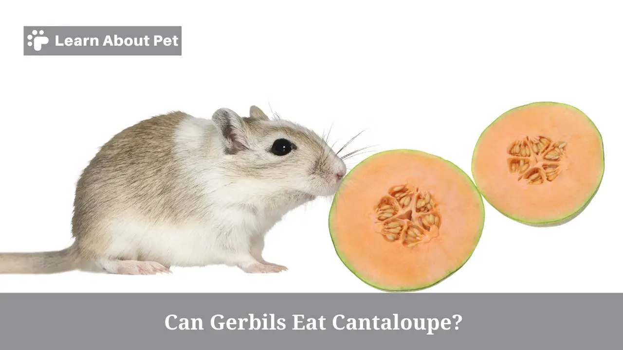 Can gerbils eat cantaloupe