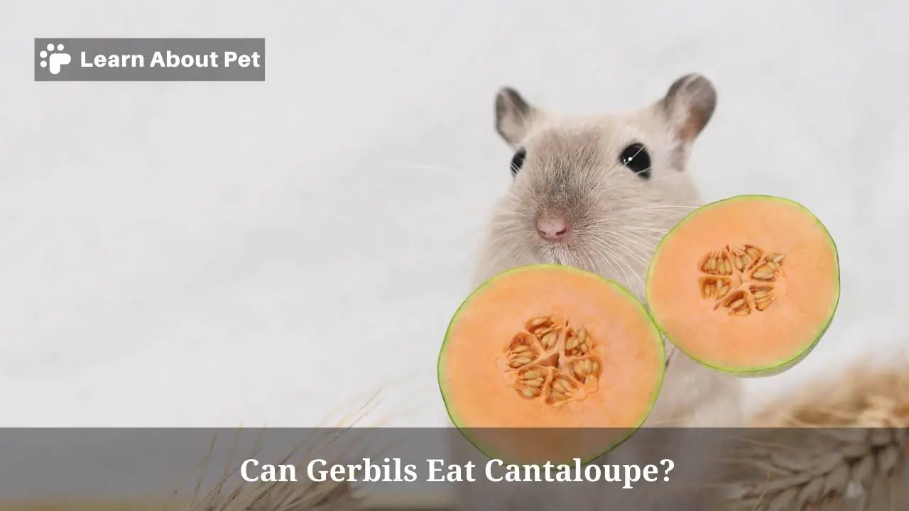 Can gerbils eat cantaloupe