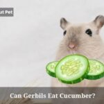 Can Gerbils Eat Cucumber? (9 Interesting Facts)