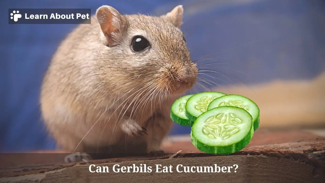 Can gerbils eat cucumber
