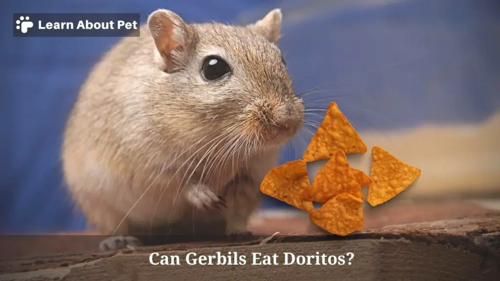 Can Gerbils Eat Doritos? (5 Interesting Facts) 2024