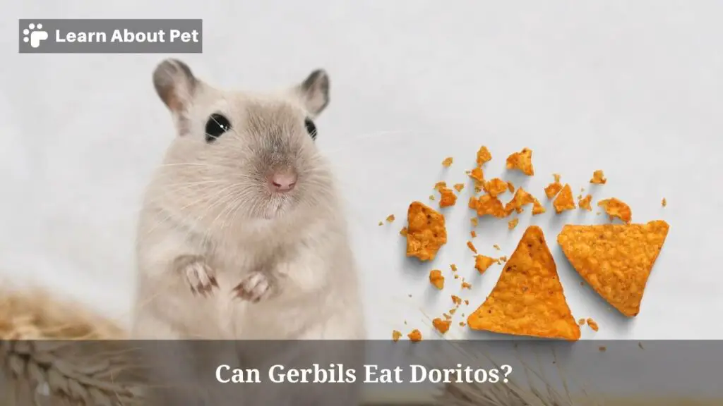 Can Gerbils Eat Doritos? (5 Interesting Facts) 2024