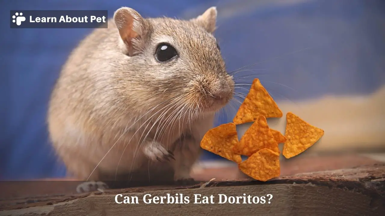 Can gerbils eat doritos