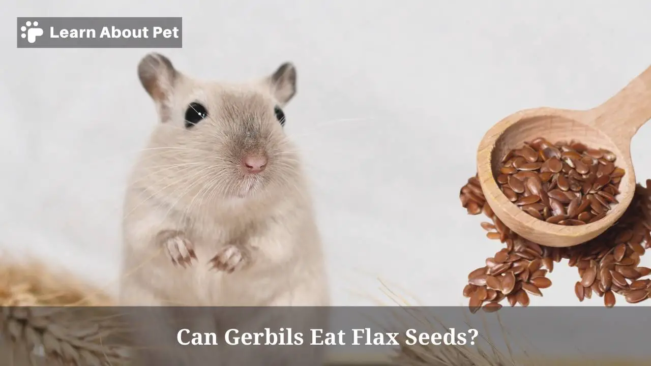 Can gerbils eat flax seeds
