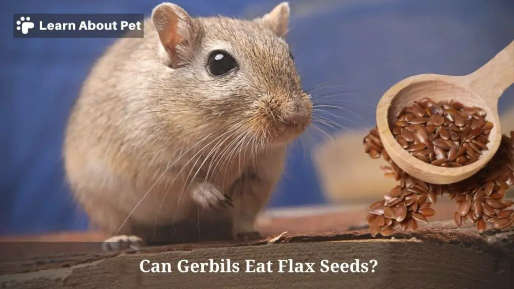 Can Gerbils Eat Flax Seeds? (7 Interesting Facts) 2024