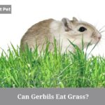 Can Gerbils Eat Grass? (7 Interesting Facts) Can Gerbils Eat Grass