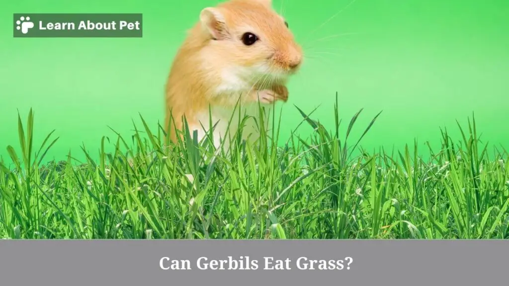 Can Gerbils Eat Grass 7 Interesting Facts Photo Inspiration