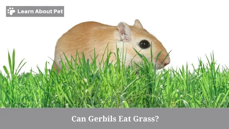 Curated visual reference: When Can I Eat Grass Safely Reference: Can Gerbils Eat Grass 7 Interesting Facts