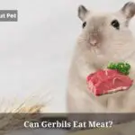 Can Gerbils Eat Meat? (7 Clear Food Facts)