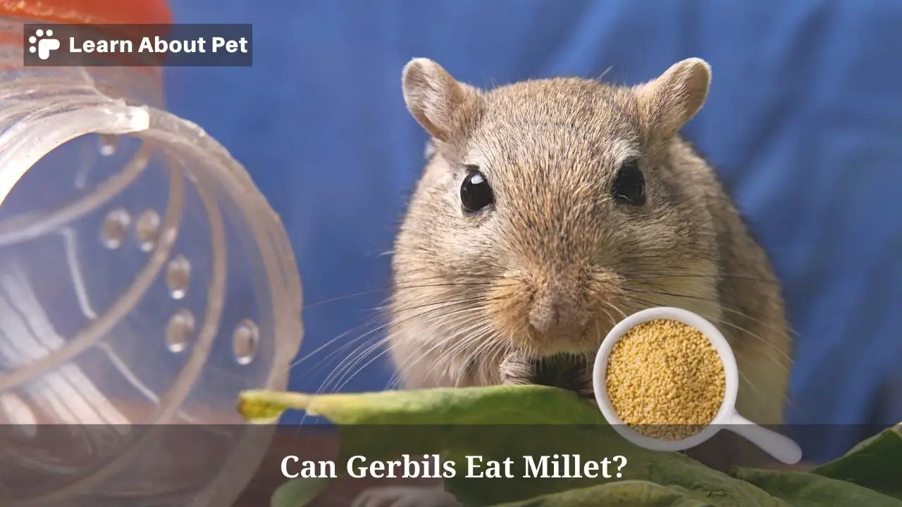 Can gerbils eat millet