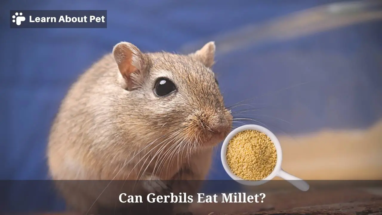 Can gerbils eat millet