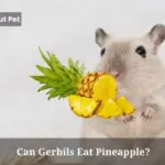 Can Gerbils Eat Pineapple? (7 Interesting Facts)