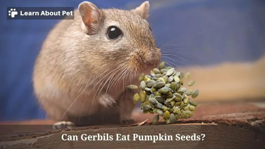 Can Gerbils Eat Pumpkin Seeds? (7 Interesting Facts) 2024