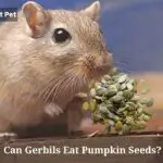Can Gerbils Eat Pumpkin Seeds? (7 Interesting Facts)