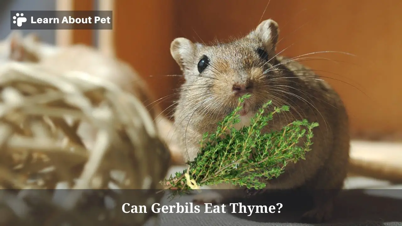 Can gerbils eat thyme