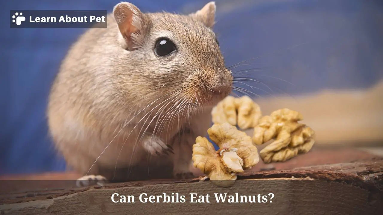Can gerbils eat walnuts