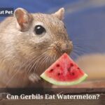 Can Gerbils Eat Watermelon? (7 Clear Food Facts)