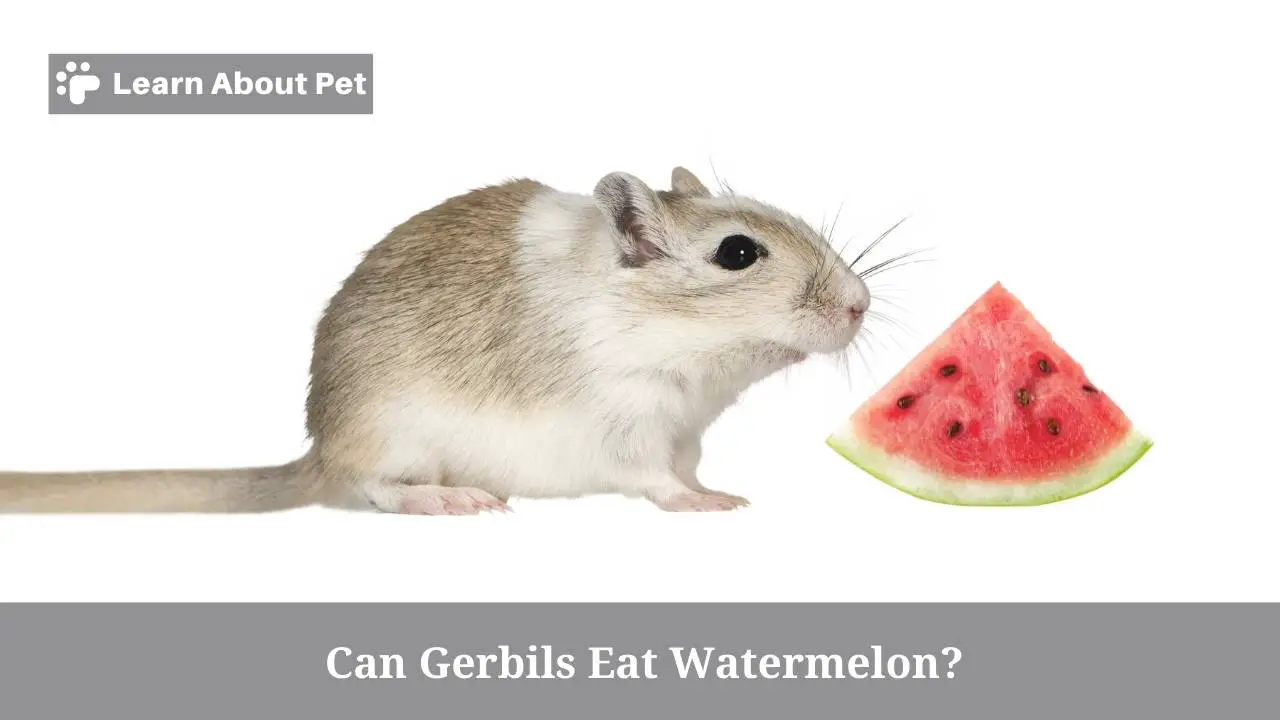 Can gerbils eat watermelon