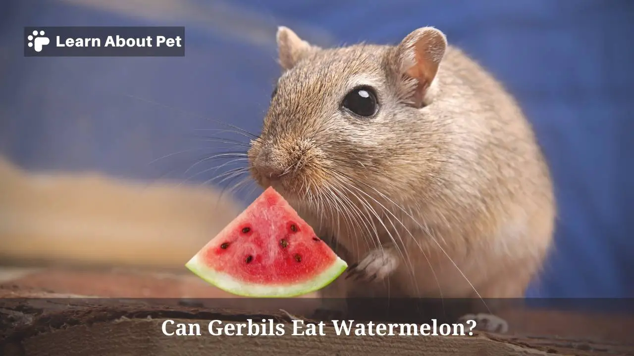 Can gerbils eat watermelon