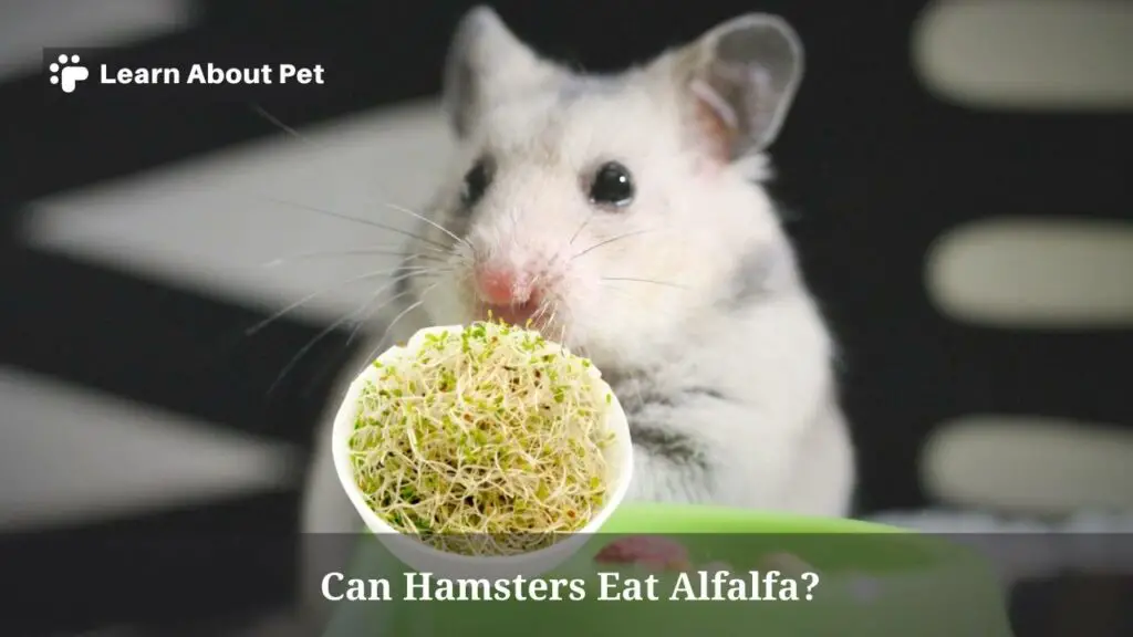 Can Hamsters Eat Alfalfa? (7 Interesting Facts) 2023