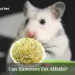 Can Hamsters Eat Alfalfa? (7 Interesting Facts)