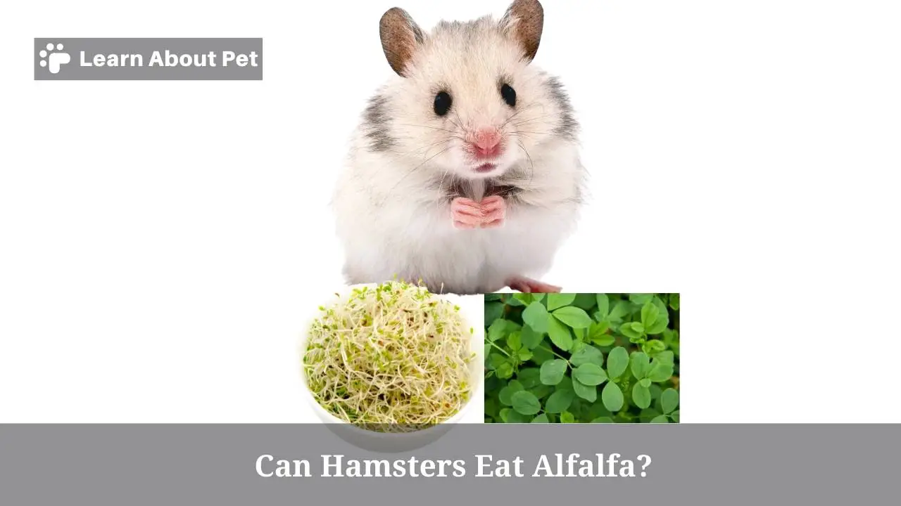 Can hamsters eat alfalfa