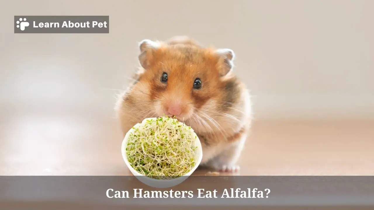 Can hamsters eat alfalfa