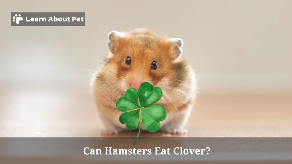Can Hamsters Eat Clover? (7 Interesting Facts) 2023