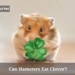 Can Hamsters Eat Clover? (7 Interesting Facts)